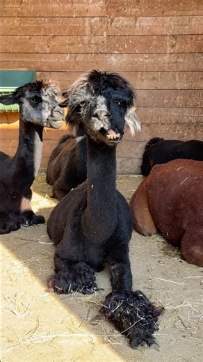 This Cute Animal Can SPIT at You! 😳🦙