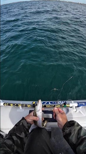 The ABSOLUTE BEST Way to Catch Pollock Fish