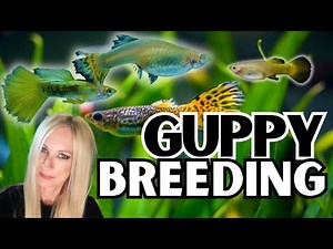 How To Breed Guppy Fish