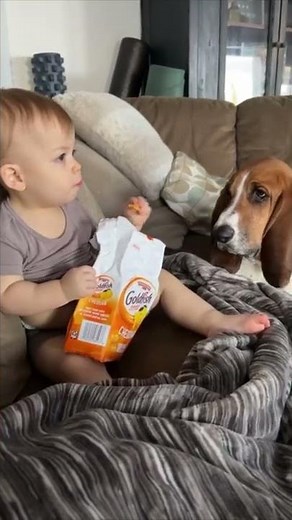 Baby Splits Its Snack With a Basset Hound That Waits Patiently