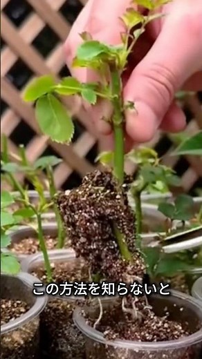You'll fail if you don't know this? Secret tricks to ensure your roses root successfully.