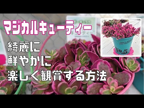【ユーザー様】ショッキングピンクが綺麗な”マジカルキューティー”の楽しみ方【マジカルキューティー5月6月】