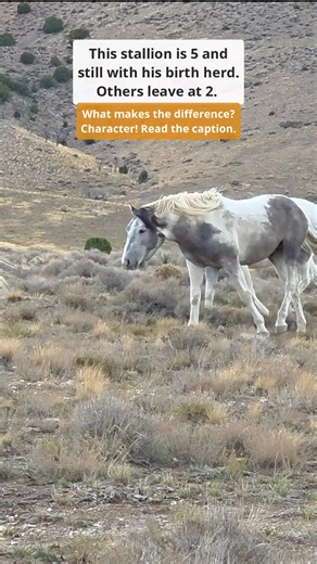 This stallion named Genesis is 5 and still lives with his birth herd. That might sound unusual - shouldn't he have his own herd by now? And yes, he definitely could, but he decided it's not a priority for him, and maybe it will never be. And why wasn't he excluded by his father Moondrinker? That also might sound unusual - why would he be ok with a potential 'rival' in his herd? Well, the answer lies in both Genesis' character and his father's. They both have certain character traits that they ba
