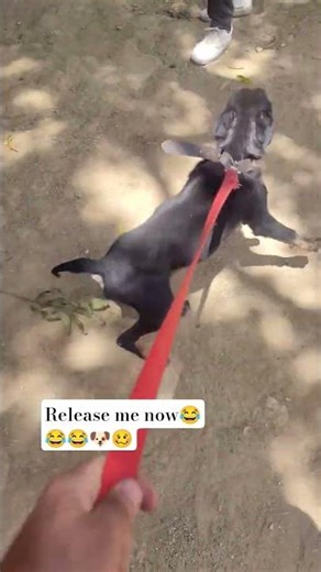 Rottweiler Dog Barking Sound #dogvideos #pets