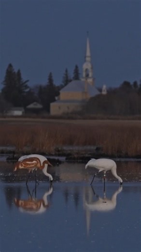 3.3K views · 114 reactions | Whooping Crane Chronicles is a fantastic...