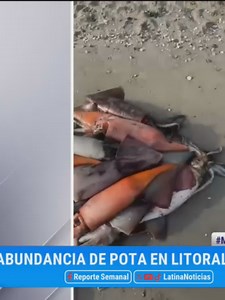 Origen de la abundancia de pota en Lima