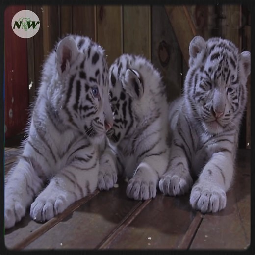 Meet the Adorable White Tiger Cubs Making Waves in Yunnan!—[Full story in cᴑmments]👇 | Adorable Things