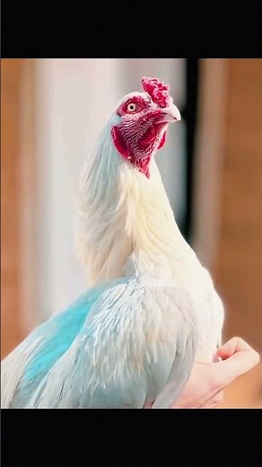 Royal Asil Murgh | Amazing Aseel Rooster Video