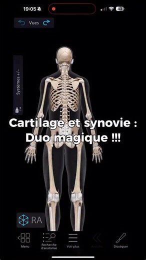 Le cartilage et la synovie… un duo magique pour vos articulations. 🦴✨ Blanc, lisse, élastique, il amortit les chocs et fait glisser les os sans frotter – en duo avec la synovie (l’huile naturelle des articulations). C’est un tissu vivant… mais qui se répare mal : d’où l’importance d’en prendre soin au quotidien. Pour en prendre soin : Bougez régulièrement (marche, vélo doux), renforcez les muscles autour des articulations (cuisses, fessiers, dos, épaules), progressez sans à-coups et limitez les