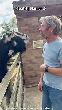Goat VS Human 🐐18：2👨🏻 #goat #pet #funnyvideos #foryou #texas
