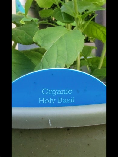 Holy basil (Tulsi) is a potent adaptogenic herb that lowers stress and anxiety, improves blood sugar levels, and fights inflammation. Rich in antioxidants, it supports immune function, cardiovascular health, and cognitive function. It is often used to aid digestion and treat respiratory issues, with studies showing it can decrease cortisol within 40 minutes. holy basil benefits 7 The Health Benefits of Basil | AANMCHoly basil (Tulsi) is a potent adaptogenic herb that lowers stress and anxiety, i