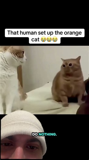 That orange cat got set up
