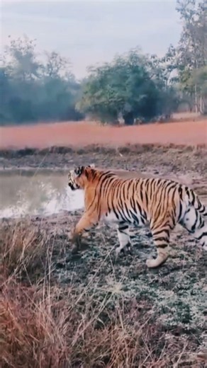 Royal Bengal Tiger at the Waterhole | Bandhavgarh Tiger Reserve | Incredible Wildlife Safari