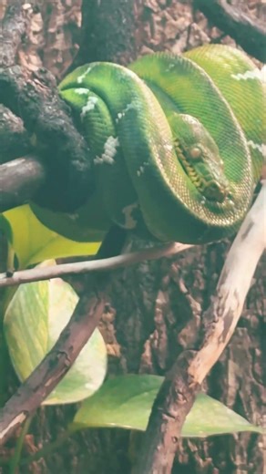 Emerald tree boa constrictor