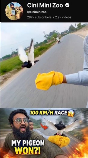 pigeon Tam #pigeon #pigeons #viralshort