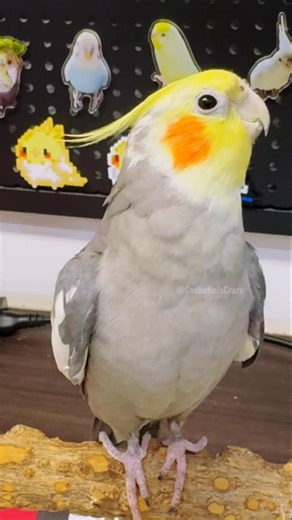 Jackie the Cockatiel: proving that even feathers can have perfect pitch! 💖🎶🦜✨ #cockatielscraze