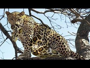 LEOPARD VS PYTHONS - Giant pythons weighing up to 60kg were eaten by the leopard