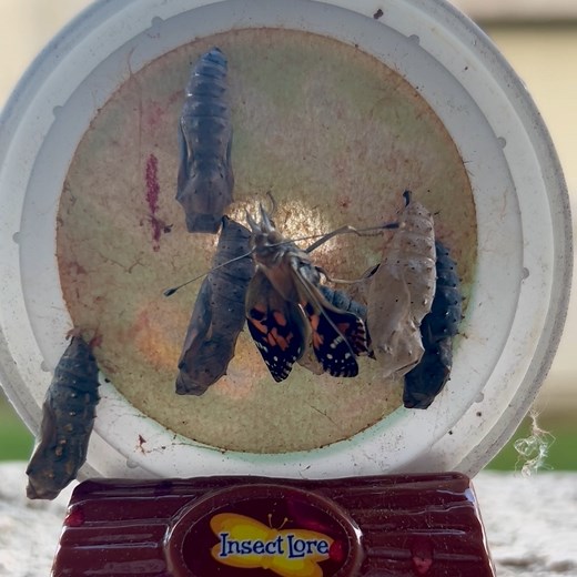 How long does it take butterfly wings to straighten? When they first emerge, their wings are soft and crumpled. It takes about 2 hours for a butterfly to pump fluid into their wings and straighten them before they can fly! 🦋 | Insect Lore