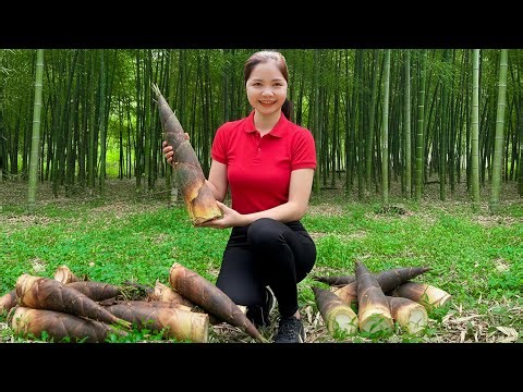 365 Days of Harvesting Bamboo Shoots in the Bamboo Forest Goes To Maket Sell | Han Harvesting