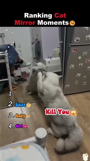 Cats vs Mirrors: Impossible Challenge😹 #funny #cat #fails