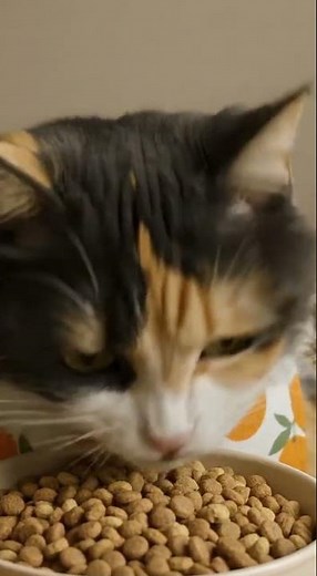 Watch the Most Relaxing Cat ASMR Ever! 😻✨