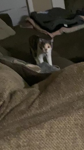 HELP!! My cat is broken 🤪🐈❤️ #funnycatvideos #funnycats #pawsome #ilovemycat #funnyvideos2022 #crazycat #shescrazy #hideandseek #hilariousvideos #catpeople #lookatmycat #catreelsfb #catreels #pawsome | Kali & Neo