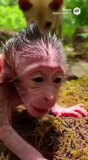 Funny Baby Monkey Moments That Will Make You Smile