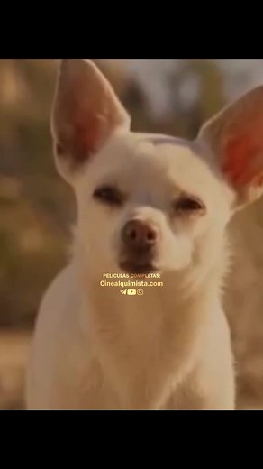 Un Chihuahua en Beverly Hills y su historia impactante