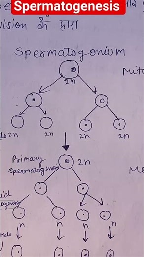 spermatogenesis male reproductive system. ..BSC. ....MSc... CSIR Nat.. life science 🔭🧪🔭🧪