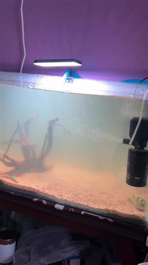 Monster tank set up done😀 L 3ft H 1.5ft B 1.5ft | Fishes House