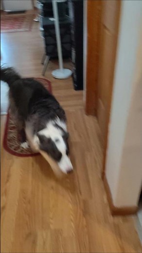 When Zoey needs to poop... #bordercollie #dogbreed