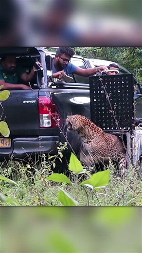 Leopard Release Turns Wild Instantly