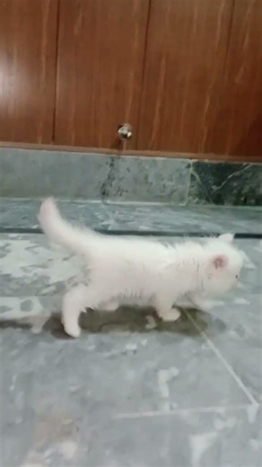 🐱 Beautiful Persian Cats Available | White Color Cute Kittens #persiancatgujranwala #cat #catbreeds