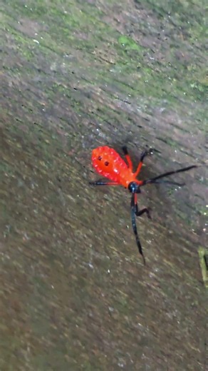 This Deadly Red Bug Is a True Predator