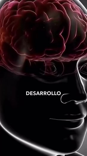 Hoy quiero compartirte este breve y fascinante recorrido a través del desarrollo del sistema nervioso central 🧠✨ y las principales fases de organización y maduración 🔄👶. Al final del proceso de neurogénesis, el recién nacido dispondrá de las bases o equipamiento neurobiológico suficiente para que los procesos cognitivos y comportamentales se desarrollen de forma óptima 🧩💬 Este proceso que inicia mucho antes de nacer, tiene una SECUENCIA que se relaciona con la maduración del sistema nervios