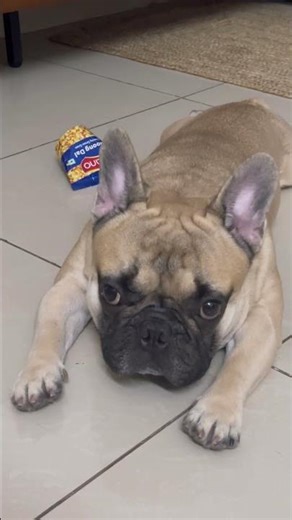 It’s beaks my heart to see him wait whole day for his buddy😌