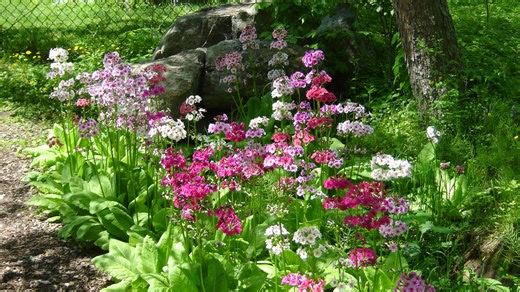 It's National Garden Week. Here are 5 ways to celebrate in North Jersey