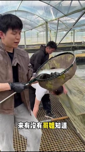 三鲜之首的鲥鱼，您吃过吗？ #三农 #鲥鱼 #养殖