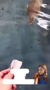 Cuttlefish are, in fact, real-life intelligent beings, though the notion that they, or any 'squid' or 'alien,' possess extra chromosomes rendering them more intelligent than humans remains unverified. #friends #highlights #support #everyone #everyonefollowers #instagood #instagram #insta #viewers #everyoneactivefollowers #squid #cuttlefish #alien | Lynda C CRush