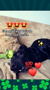 4K views · 166 reactions | #viral #doglover #inconditionallove | Jam Putumayo | Facebook