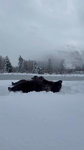 Wait, what month is it?? AWCC got a load of snow last week, and the bears were definitely pleased! #alaskawildlifeconservationcenter | Alaska Wildlife Conservation Center