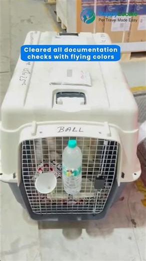 Ball's Relocation Journey | HappyLocate | From India to Dubai 🌍