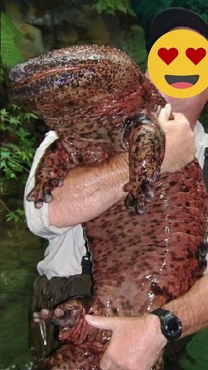 Chinese Giant Salamander the Largest Amphibian in The World