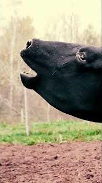 Terrifying Cow Scream #Short