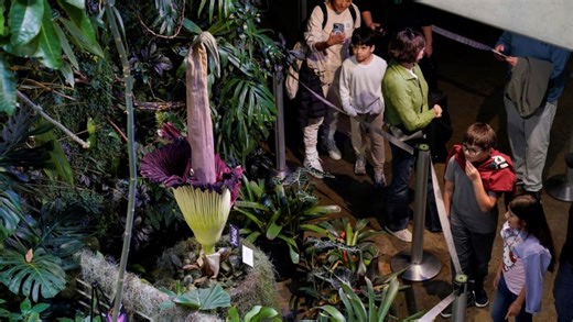 People Actually Showed Up To Get A Whiff Of A Flower That Smells Like Rotting Flesh