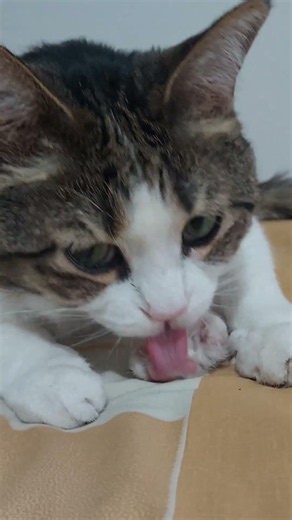 🐱 Wet Licking Sounds 😻 Cat ASMR That Hits Different