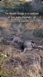The Bandit Group is getting ready to relocate this month! A coalition of five male cheetahs, all nearly 18 months old, the group is preparing to transition from the ‘cub area’ to a large, new enclosure at the Cheetah Rescue and Conservation Centre (CRCC) in Somaliland. To prepare the young cheetahs for the upcoming move, staff have been working to get the cats comfortable with being inside the crates. Once the cheetahs were comfortable being in the crates with the door closed, staff practiced li