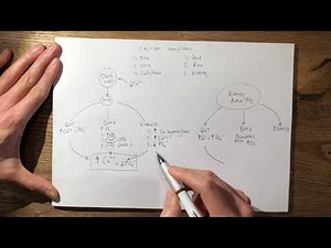21 Calcium Homeostasis FRCS Tr&Orth