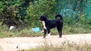 Anjing Liat Minta Kawin
