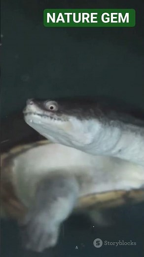 ASIAN GIANT SOFTSHELL TURTLE